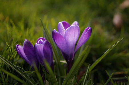 クロッカス, 花, ライラック, 紫, バイオレット, 自然, 春
