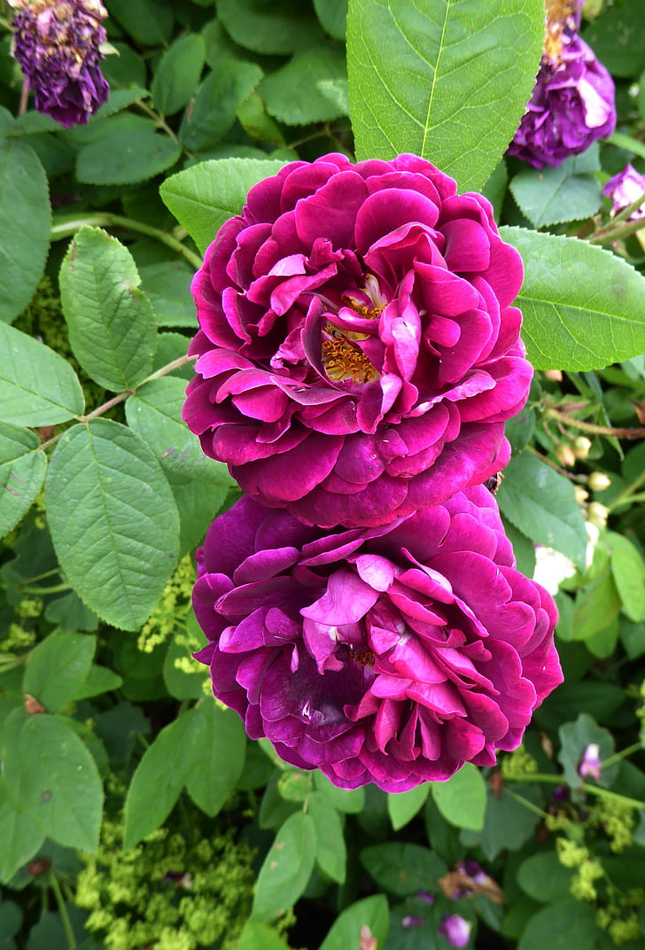 fragrant roses, purple, garden, spring, blossomed, beautiful, plant