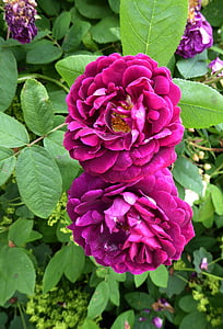 香りのよいバラ, 紫, ガーデン, 春, 開花, 美しい, 工場