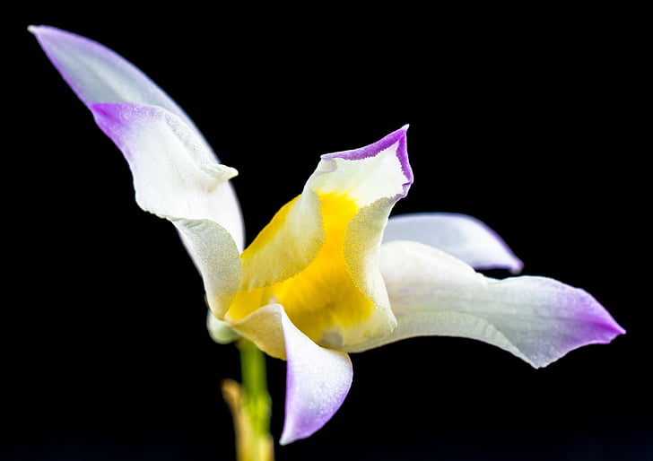 orquídea selvagem, orquídea, flor, flor, flor, roxo branco gellb, natureza