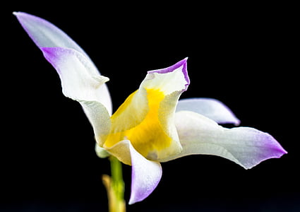 дивата орхидея, орхидея, цвете, Блосъм, Блум, бял gellb лилаво, природата