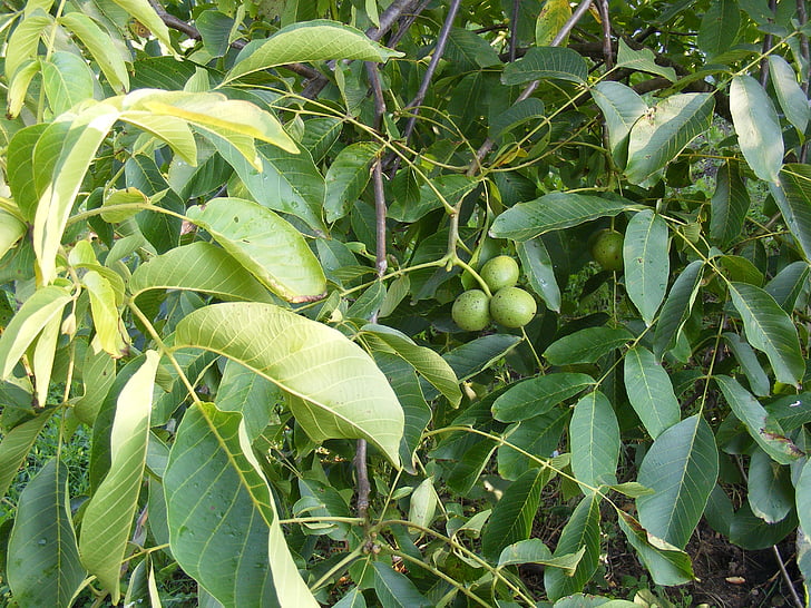 πράσινο, ανώριμα, φύλλο, δέντρο, άγουρος, καρύδια, φρούτα