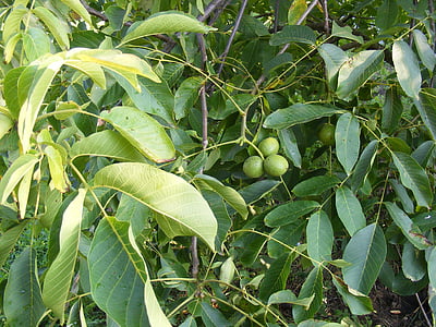 green, immature, leaf, tree, unripe, walnuts, fruit