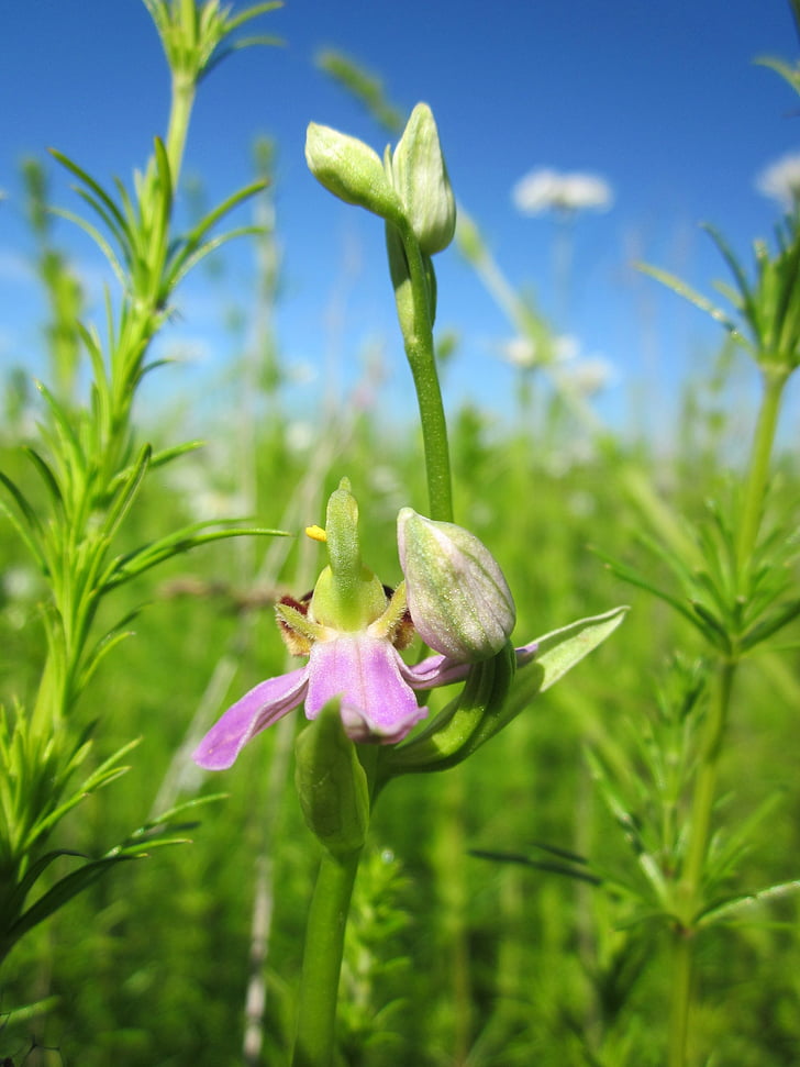 ophrys apifera, 蜂ラン, ophrys, ワイルドフラワー, フローラ, 植物学, 工場