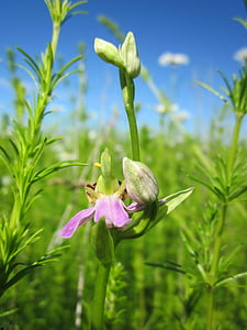 Ophrys apifera, Bee orkidé, Ophrys, wildflower, Flora, botanikk, anlegget