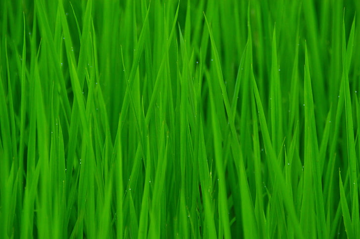zielony, w pole ryżu, czyste