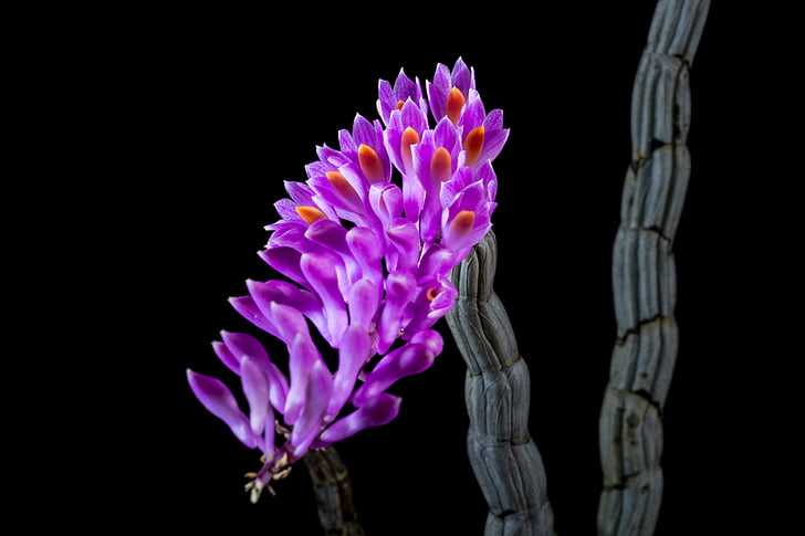 Wild orchid, Orchid, Blossom, Bloom, bloem, paars, natuur