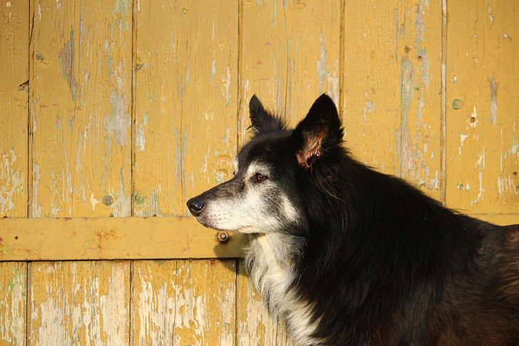 hond, houten muur, Bordercollie, grens, Collie, Britse herdershond