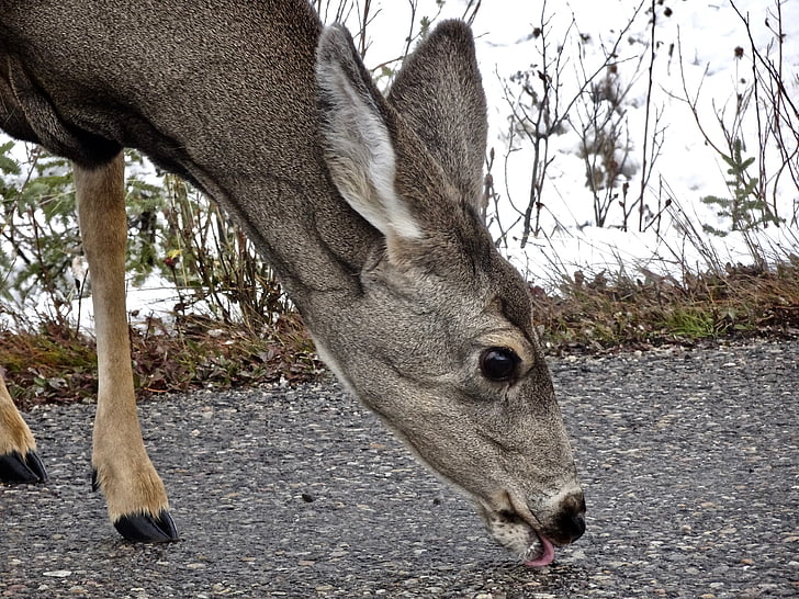 deer, doe, licking, wildlife, cervidae, canada, female