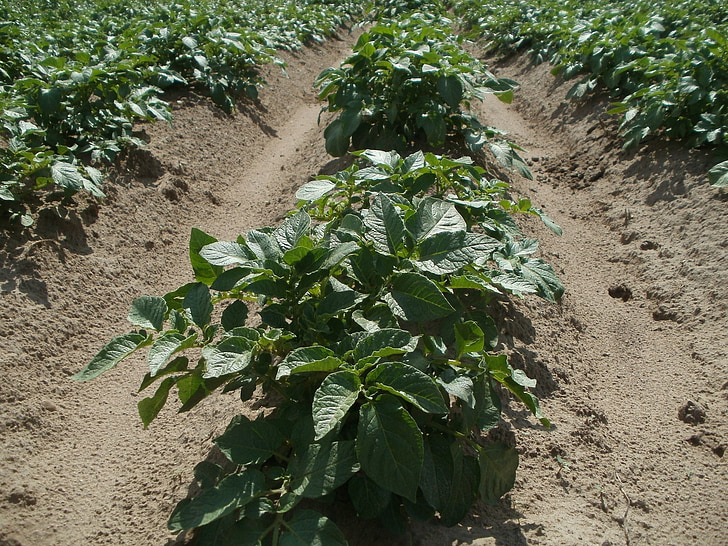 potato, field, agriculture, food, plant, vegetable, crop