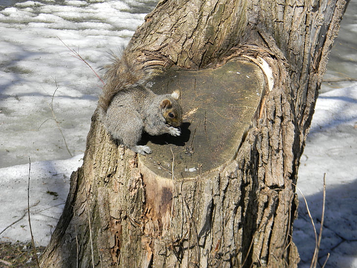 écureuil, printemps, animaux sauvages, arbre, mignon, curieux, nature
