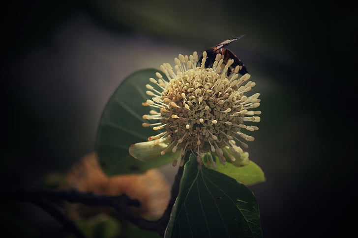flor, mosca, abella, natura