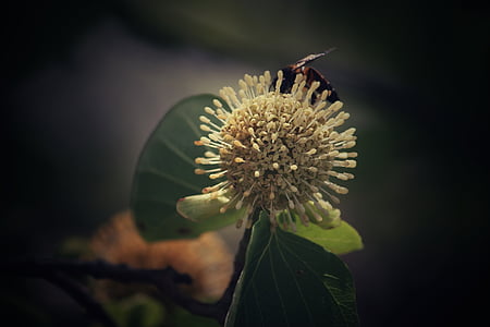 цветок, Муха, Пчела, Природа