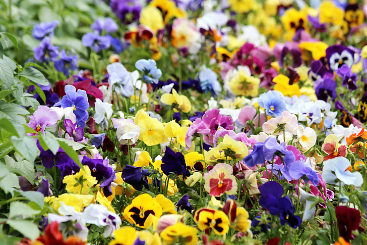 Stiefmütterchen, violett, Viola tricolor, Sommerblumen, Gartenblumen, Gartenpflanzen, lila Blumen