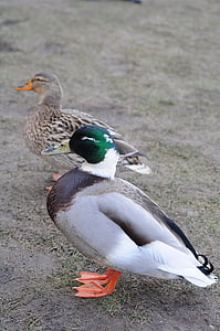 ducks, male, female, bird, nature, wildlife, animal
