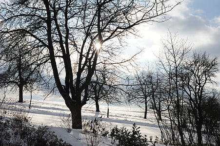 Eberdingen-ból, téli, nap, fa, természet, hó, fagy