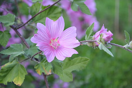 Hibiscus, roze bloemen, groene bladeren, kleur roze, plant, plantkunde, bloei