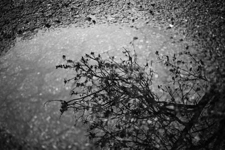 дъжд, вода, отражение, природата, дърво