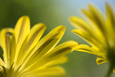 daisy espagnole, fleur, floral, jaune, vert, jardin, nature