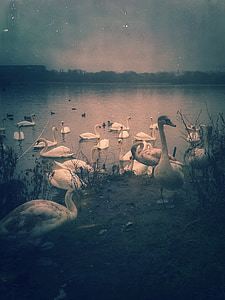 birds, swan, nature, vintage, grunge, retro, pond