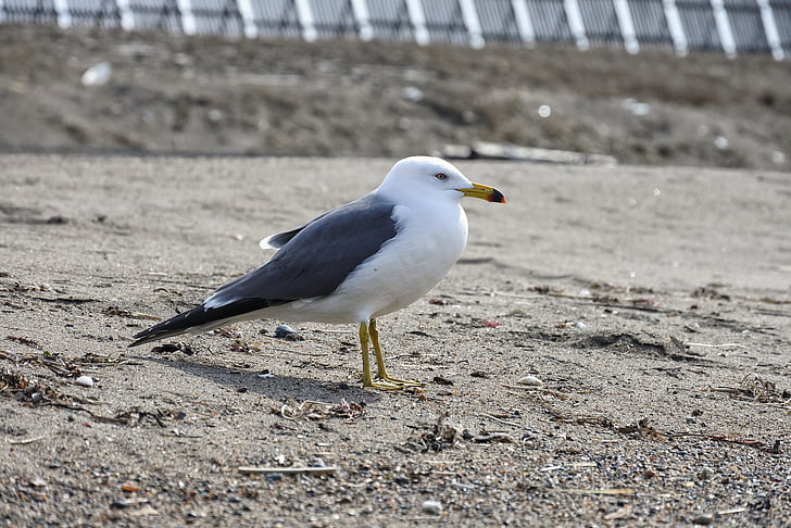 animale, mare, plajă, nisip, sea gull, Pescăruşul, păsări marine