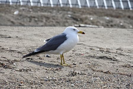 animal, sea, beach, sand, sea gull, seagull, seabird