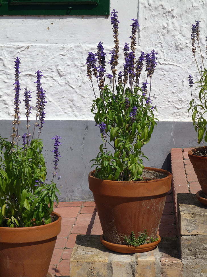 lavender, flowerpot, stone stairway, wall, lavender flowers, purple, lavandula