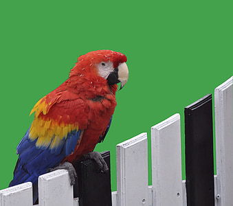 parrot, red, colorful