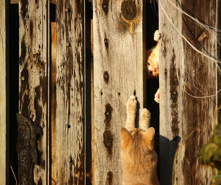 gato, gatito, pared de madera, lugar que oculta, juego, gato joven, gato rojo
