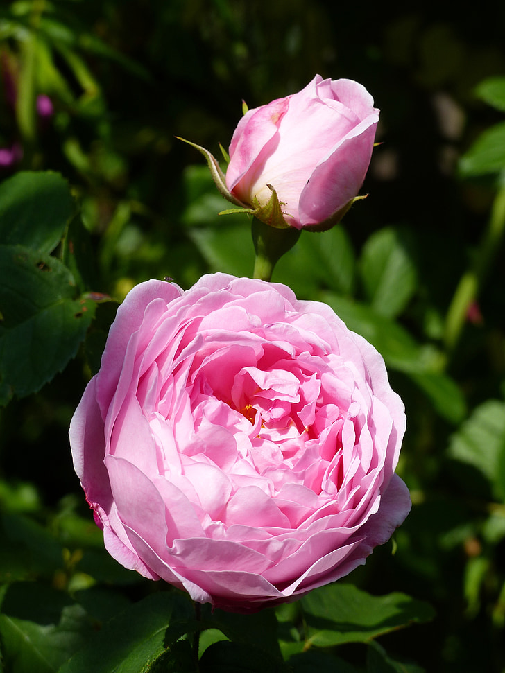 ros, Rosebud, Kolor, różowy, liści, Latem, ogród