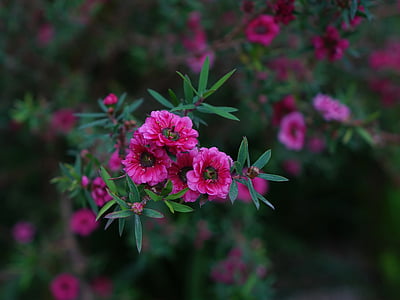 Manuka, květ, červená, Nový Zéland, listy, Bloom, závod