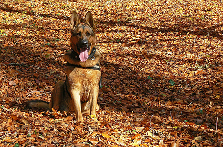 hond, Duitse herder, herfst, loof, Spacer, bos, huisdieren