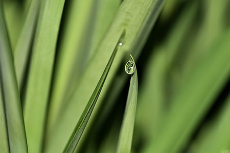 raindrop, dewdrop, water, nature, leaf, drip, drop of water