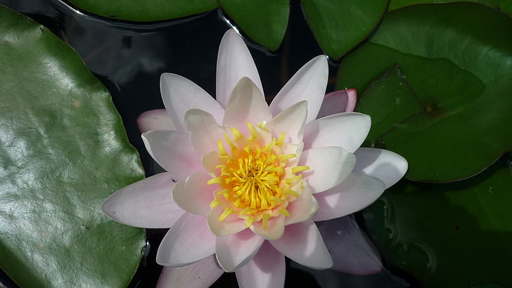 водна лилия, бяло, Немски цвете, великолепни цветя, Немски градинско растение, езерото, водни растения