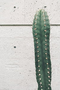 Nærbilde, Foto, grønn, kaktus, foran, hvit, betong