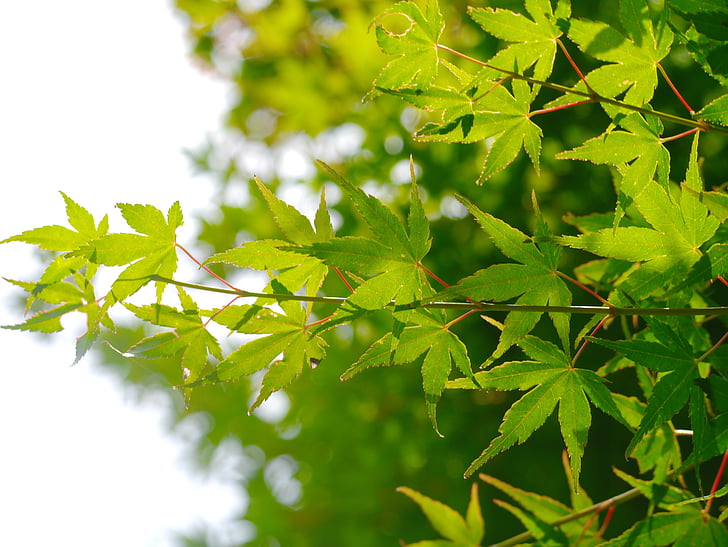 Maple, lá, Các chi nhánh của maple, thành phố cổ, Kamakura, Nhật bản, màu xanh lá cây