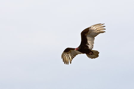 marrón, Blanco, con plumas, pájaro, vuelo, cielo, durante el día