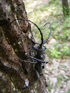 kumbang, Capricorn, cerambyx, hutan, lebih besar, longicorn, Oak