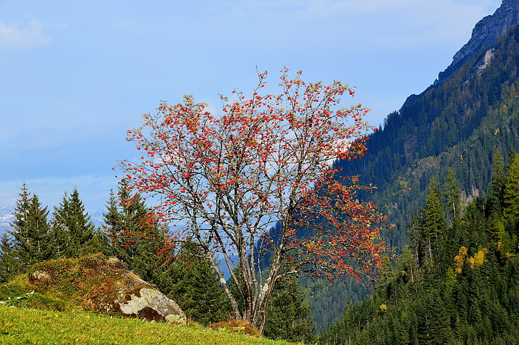 Outono, vermelho, gschnitztal, Gschnitz, Tirol, Áustria, árvore