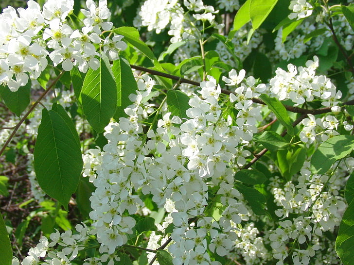 bird-cherry tree, bloom, tree, white flowers, spring, greens, macro photography