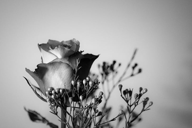 Rosa, flor, flor, flor, blanc i negre, planta, flor rosa