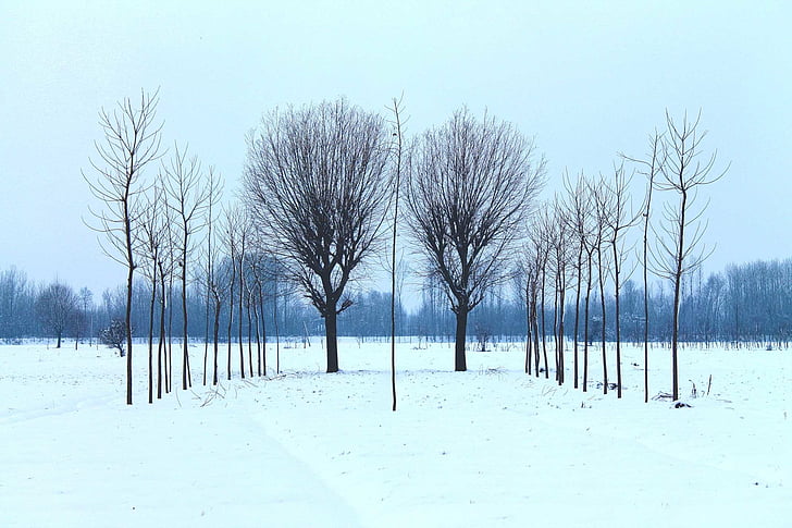 fred, neu, arbres, l'hivern