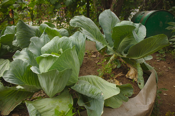 cabbage, garden, fresh, organic, growing, harvest, plant