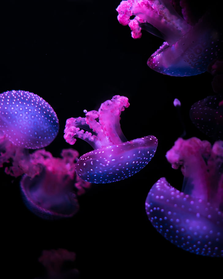 alam, gelap, bawah air, ungu, ungu, hewan, ubur-ubur