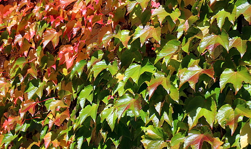 vin, efterår, blade, gyldne efterår, rød, gul, grøn