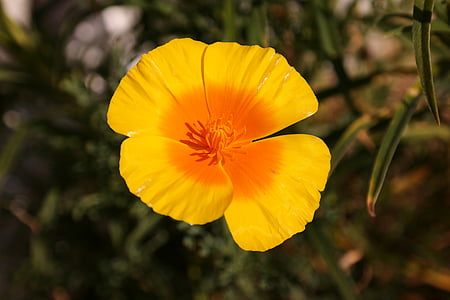 Rosella d'Islàndia, Rosella, flor, groc, groc taronja, flor, flor