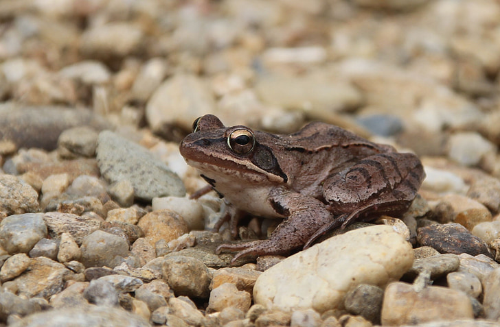 frog, amphibian, animals, stream bank, small stones