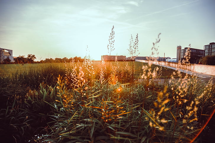 green, leaf, plant, daytime, sky, sunrise, sunlight