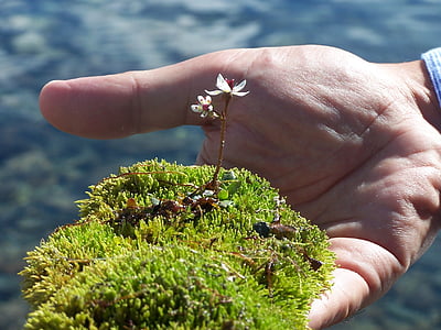 moha, virág, csemege, növények, közeli kép:, emberi kéz, zöld színű