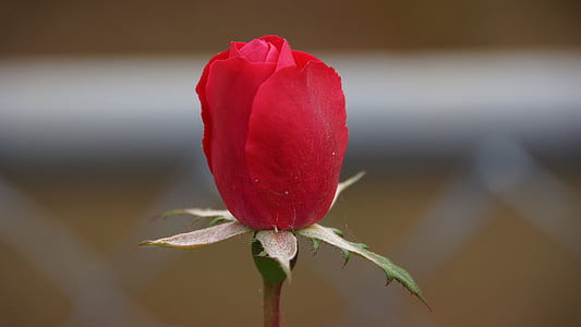 Rose, une rose, fleurs, nature, pétale rouge, rouge, pétale